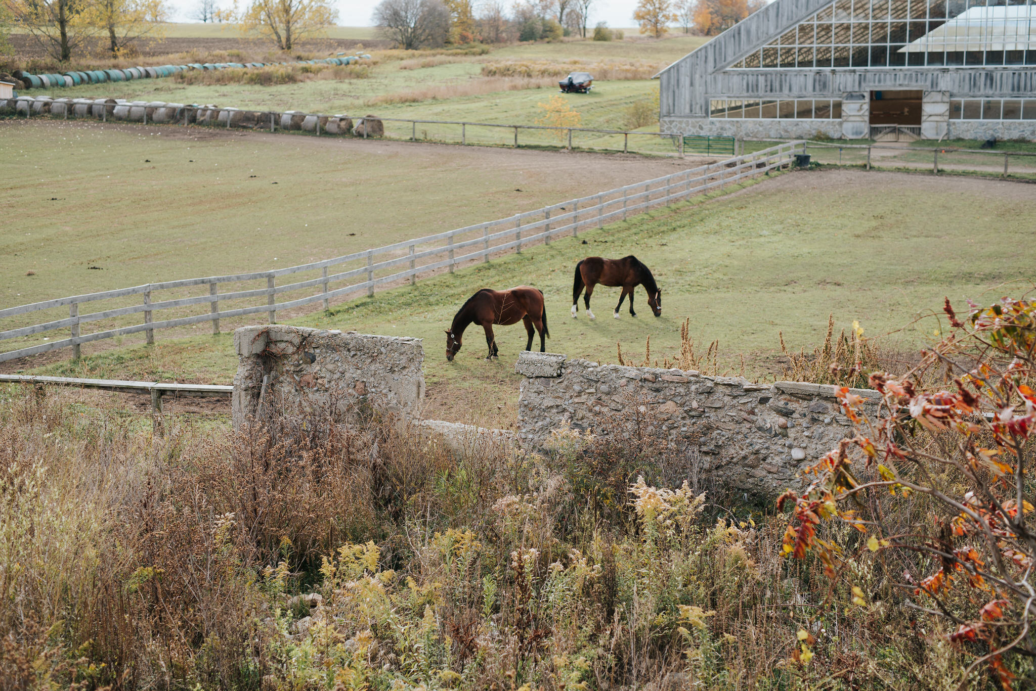Waterstone Estate & Farms Wedding - horses